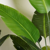 Palmeras Artificiales de Plástico Real Touch Traveler's Palm de 4 a 8 pies, Desmontables, para Decoración de Oficina, Jardín y Hogar, Plantas Artificiales