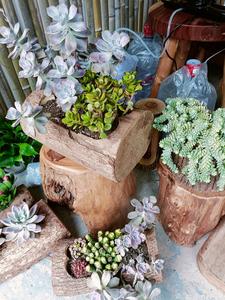 Venta al por mayor rústico Mini árbol Pilar candelabro titular al aire libre jardín macetas para suculentas y plantas - Product Image 5