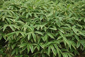 Extracto Líquido Fermentado de Plantas de la Isla de Jeju, Jejulous DEO Natural, para Materia Prima Cosmética, Fórmula para el Cuidado de la Piel, Calmante y Equilibrante - Product Image 6