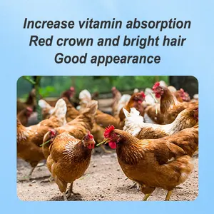 Aditivos alimentares que promovem o rápido crescimento de galinhas poedeiras para aumentar a produção de gordura e ovos