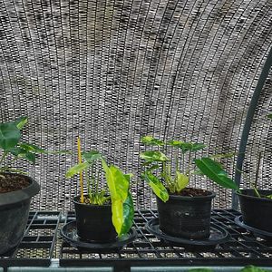 <span class=keywords><strong>Voile</strong></span> <span class=keywords><strong>d</strong></span>'<span class=keywords><strong>ombrage</strong></span> rectangulaire noire en HDPE tricoté par tricotage warp pour jardin, protection solaire extérieure avec protection UV en rouleau - Product Image 2