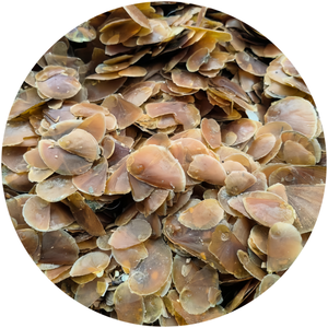 Tự nhiên operculum vỏ/rẻ hơn Seashell/mrex operculum với chất <span class=keywords><strong>l</strong></span>ượng cao từ 99 dữ liệu Vàng - Product Image 5