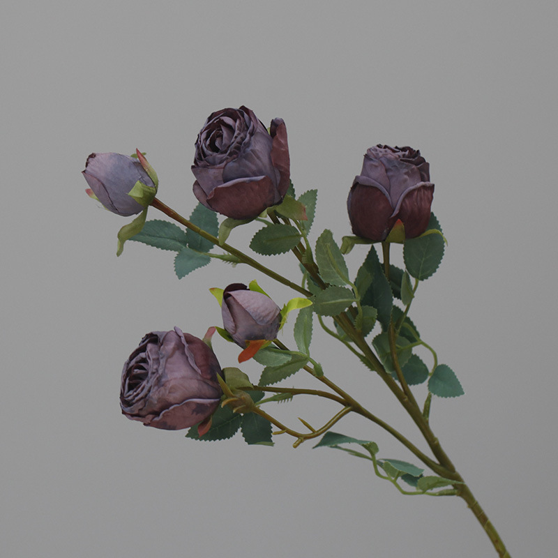 Pourpre