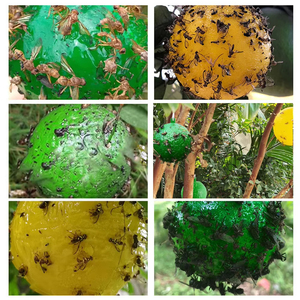 Trampa Adhesiva para Moscas de la Fruta, Control de Plagas, Trampa para Avispas, Abejas e Insectos de 8 cm, Trampas para Mosquitos para Interiores, Exteriores, Cocina y Plantas - Product Image 4