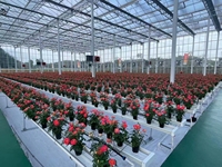 Système hydroponique, serre en polytunnel, film plastique, tomate, agriculture multi-spans, serre