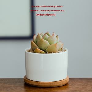 Grand plateau rectangulaire en céramique en porcelaine blanche, petit pot à fleurs simple transfrontalier, pot spécial pour plantes succulentes, en porcelaine blanche - Product Image 6