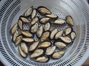 Boiled Mussel New Season 30-40PCS/KG Frozen Mussel