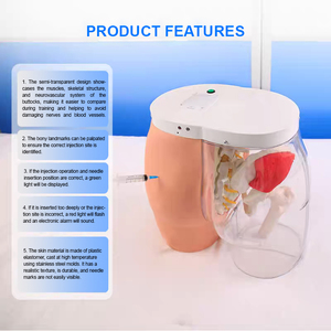 Modelo Anatómico de Inyección Intramuscular ADA-H5T, Glúteo <span class=keywords><strong>Humano</strong></span> Transparente para Entrenamiento en Escuelas de Medicina, Ciencias Médicas - Product Image 3