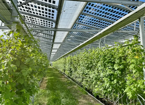 Sistema de Energía Solar Fotovoltaica Independiente de 100KW 80KW 60KW 50KW para Granjas Orgánicas Fuera de la Red - Product Image 6