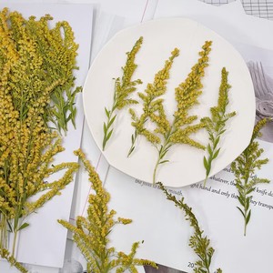 MNR2017 Flor de adelfa seca salvaje natural con hojas para manualidades de linterna DIY - Product Image 3