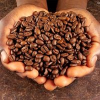 Café Vert Torréfié 100% Arabica de Qualité Supérieure du Vietnam, Prix Compétitif, SUNRISE INS Gia Lai 25kg WHATSAP