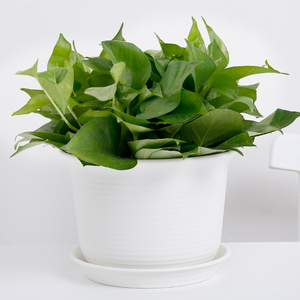 Pots de jardinage en plastique PP durables et écologiques en gros, pots à bonsaï, pots à fleurs, jardinières pour plantes succulentes, style classique avec <span class=keywords><strong>soucoupe</strong></span> - Product Image 5