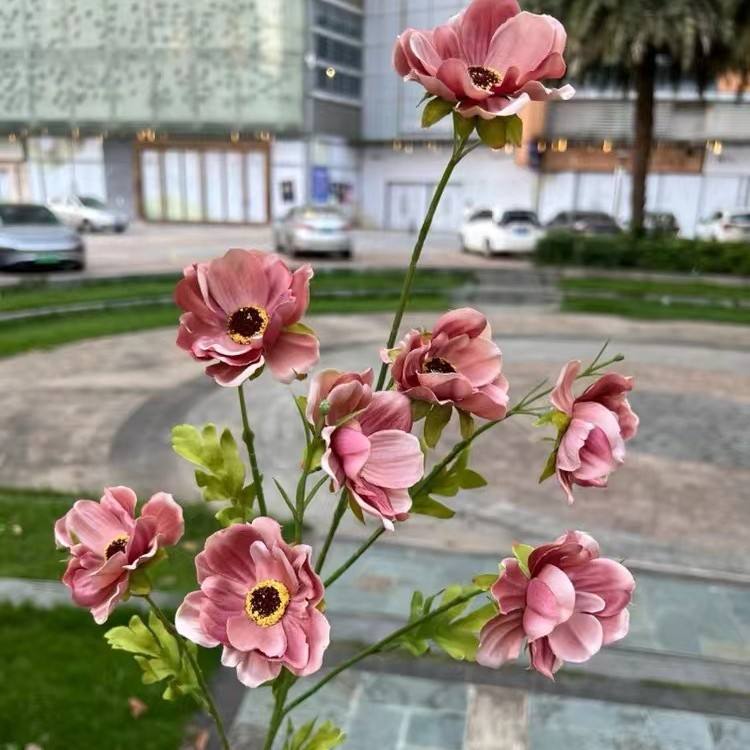 8 tête anémone pâte de haricots