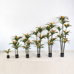 Wholesale High Quality Tropical Plant Decoration Dracaena <b>Tree</b> Eco-Friendly Home Decoration - Product Image 1