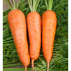 Zanahoria orgánica dulce fresca Vietnam congelada alta vitamina embalaje personalizado almacenamiento en frío al por mayor - Product Image 6