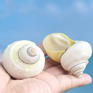 प्राकृतिक पॉलिश शंख के गोले सफेद तेल फल घोंघने घरेलू सजावट के लिए स्कॉप्स मछली प्रतिस्थापन - Product Image 4