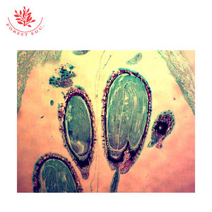 Шлепанцы по биологии развития яичника капселлы - Product Image 3