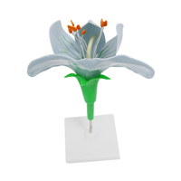 Modelo de flor de guisante, estructura de planta, educación, biología, modelo de enseñanza, disección de ovario extraíble, planta dicotiledónea