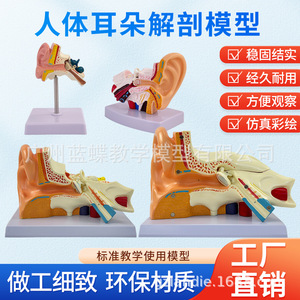 Modèle d'oreille humaine agrandi pour l'enseignement et la simulation, anatomie de l'oreille, oreille externe, moyenne et interne, système auditif, structure de l'oreille, médical - Product Image 5