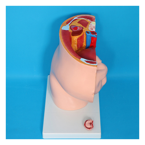 Anatomie du squelette humain, développement embryonnaire, système de reproduction utérin, <span class=keywords><strong>cavité</strong></span> pelvienne féminine, modèle fœtal de 9 mois - Product Image 4