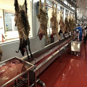 <span class=keywords><strong>Abattoir</strong></span> <span class=keywords><strong>halal</strong></span> avec équipement et machines d'abattage des moutons - Product Image 1