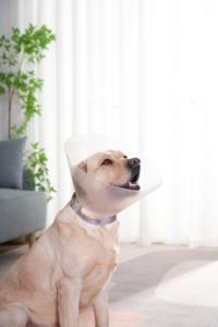 <span class=keywords><strong>Collar</strong></span> de recuperación isabelino de fábrica para mascotas <span class=keywords><strong>Collar</strong></span> protector para perros y gatos - Product Image 4