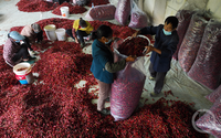 Piment rouge TEJA S17 en gros, qualité supérieure, frais et séché, avec une saveur délicieuse, traitement brut