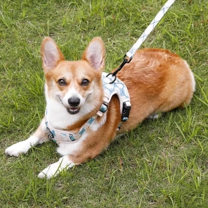 <span class=keywords><strong>Collar</strong></span> Cámara resplandor galgo collares matón arnés de perro cubano <span class=keywords><strong>nylon</strong></span> liso Premium en la correa de perro oscura - Product Image 4