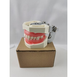 Modelo de dentadura postiza Heidefee M8011, 28 dientes, encías blandas, modelo de enseñanza para uso doméstico - Product Image 4