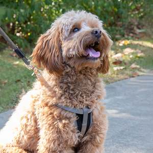 Vibrant Life Poliéster Step-In Arneses para perros, Gris, L - Product Image 5