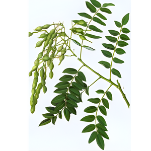 <span class=keywords><strong>Fructus</strong></span> Sophoraeエキス,自然健康サプリメント生粉末食品添加物 - Product Image 2