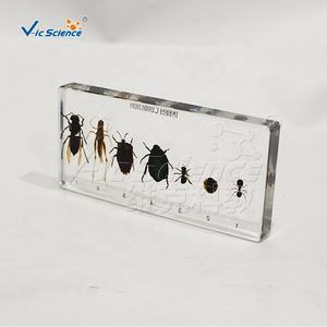 Insecto en Resina, Espécimen de Colección de Insectos, Pisapapeles, Araña Preservada - Product Image 2