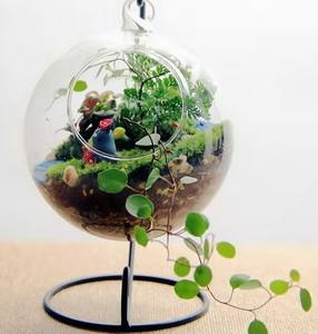 Planta suculenta de musgo Circular Micro paisaje decorativo colgante ecológico florero de vidrio transparente macetas maceta - Product Image 5