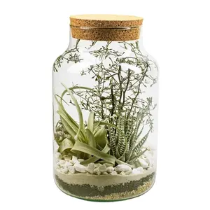 clear Glass Jars for Terrariums Glass Plant Terrariums for Sale Wedding Tabletop Vase Home Decoration