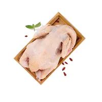 Frozen Whole Hen Chicken for Sale, Low Price