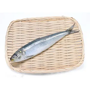 New landing hot selling sardine for fish bait