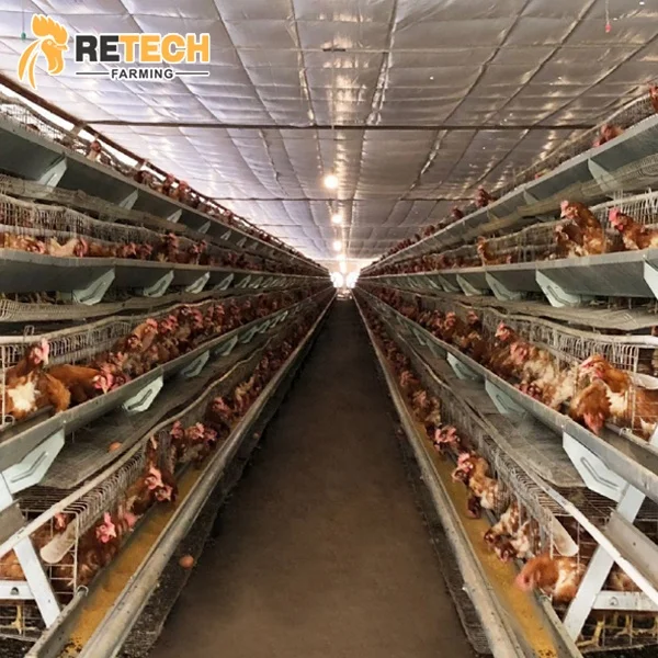 Retech-jaulas a batería para gallinas ponedoras, venta en Argelia, precio de fábrica de China