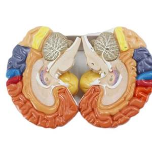 現実的な医療グレード全脳モデル神経研究を教えるための耐久性のある色分けされた詳細な明確な構造 - Product Image 2