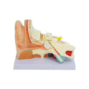 Modèle anatomique d'oreille 3D : Structure externe, intermédiaire et interne de l'oreille, modèle d'organe du système auditif pour l'entraînement - Product Image 1