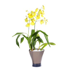 Maceta de plástico decorativa de autorriego con diseño de falda con <span class=keywords><strong>separador</strong></span> de drenaje resistente a la pudrición de la raíz para uso en el jardín - Product Image 6