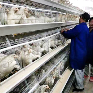 Gà Đặt Lồng Mạ Kẽm Tự Động Một Loại Gà Lồng Lớp Gia Cầm Cho Nông Nghiệp - Product Image 2