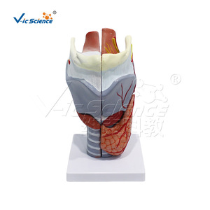 Modèle de larynx grossi 2 fois, 5 parties, aide pédagogique d'anatomie laryngée détachable, équipement pédagogique d'oto-rhino-laryngologie. - Product Image 1