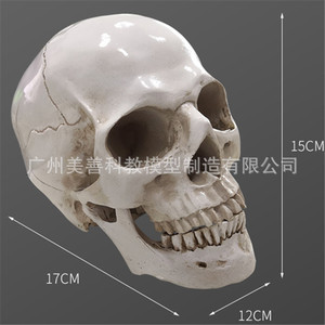 Modelo de cráneo humano de alta fidelidad, cráneo de resina, modelo de espécimen artístico y literario para copiar la cabeza humana. - Product Image 1