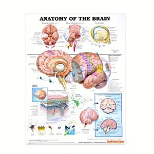 Pósteres de Anatomía Humana KyrenMed, Material de Lona 2D, Resistente a Desgarros, Sin Marco, Sin Adhesivo, para Enseñanza Médica - Product Image 6