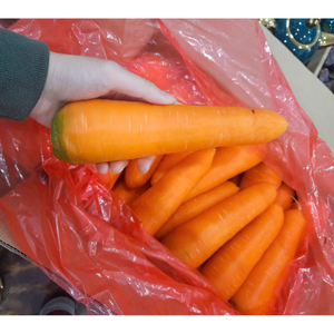 Zanahorias de degustación dulce frescas orgánicas del mayorista vietnamita Embalaje personalizado del equipo profesional Fuentes asiáticas - Product Image 5