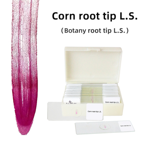 Đầu rễ Ngô l.s Slide monocotyledon cắt dọc đầu rễ Ngô Zea chuẩn bị Slide sinh học - Product Image 3