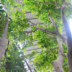 Albero <span class=keywords><strong>di</strong></span> Ficus Benjamina Artificiale in Fibra <span class=keywords><strong>di</strong></span> Vetro Personalizzato, Altezza 5m, Resistente ai Raggi UV, Ornamenti da Giardino Durevoli, Decorazioni all'Ingrosso - Product Image 5