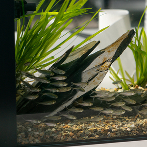 <span class=keywords><strong>Aquarium</strong></span> Écologique de Bureau Relaxlines en Forme de Ruisseau, Table Basse Rectangulaire Paysagée en Verre pour la Maison - Product Image 6