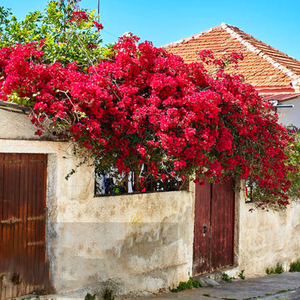 Bougainvillea a Ramo Lungo 118/96CM, <span class=keywords><strong>Fiori</strong></span> a Triangolo, <span class=keywords><strong>Fiori</strong></span> di Bougainvillea per Decorazioni da Giardino e Matrimoni - Product Image 3