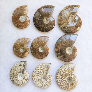 Commercio all'ingrosso Naturale Ammonite Fossil Lumaca Conch Fossil pietre e cristalli per la decorazione - Product Image 2